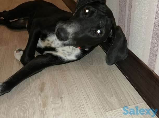 Отдам в добрые руки, фотография 3