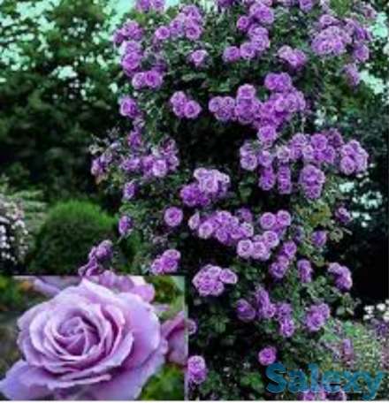 Саженец розы плетистой 