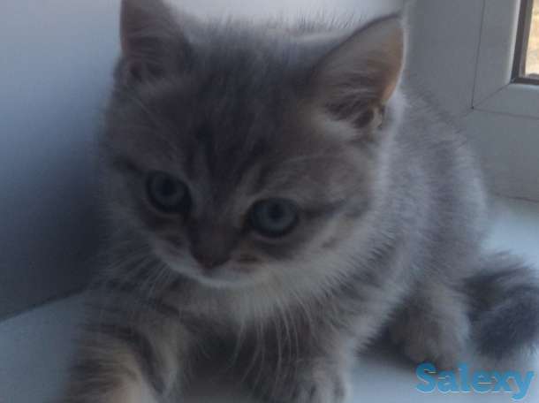 шотландский котенок, фотография 6