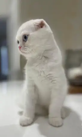 Девочка шотландская вислоухая в белом окрасе с голубыми глазами., фотография 4