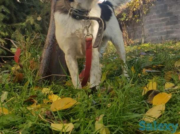 Добрая и умная собака в поисках дома, фотография 3