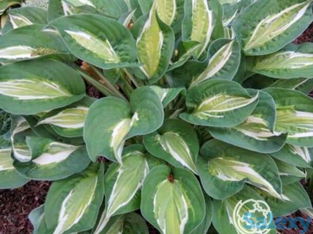 Хоста снейк айз (m), фотография 1