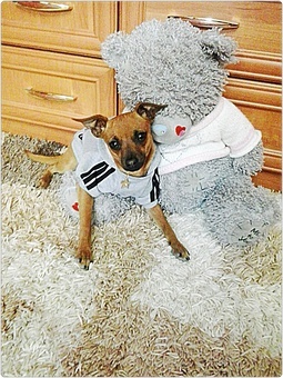 Вязка той-терьер( срочно), фотография 2