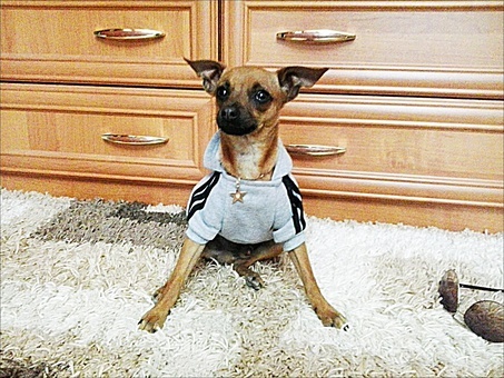 Вязка той-терьер( срочно), фотография 3