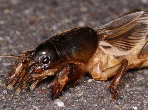 Лечение туберкулеза , фотография 1