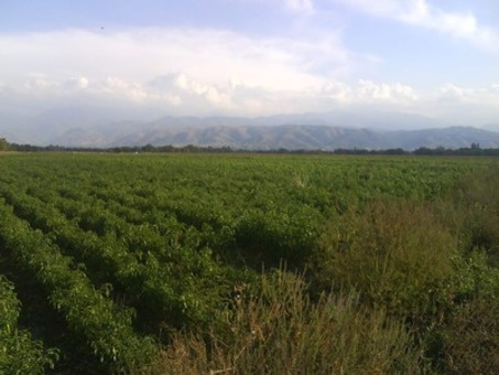 Земля, Аматы район, фотография 1