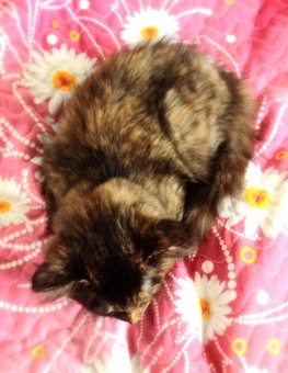 Отдам котена в хорошие руки!!!, фотография 1