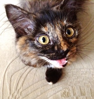 Отдам котена в хорошие руки!!!, фотография 2