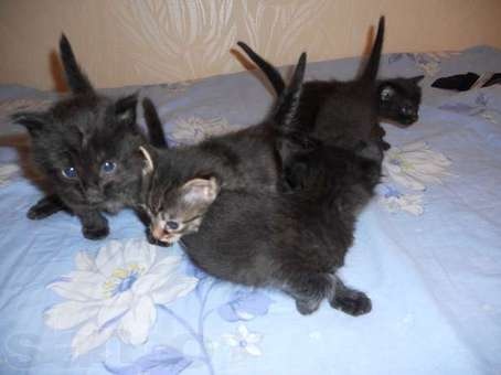 Отдам котят в хорошие руки, фотография 2