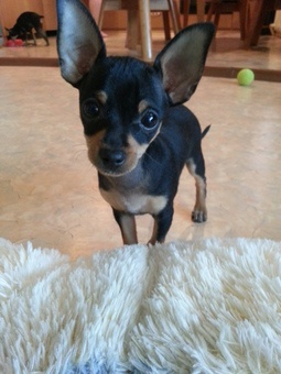 Продам щенка. Порода Русский Той-Терьер, фотография 2