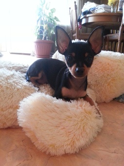 Продам щенка. Порода Русский Той-Терьер, фотография 4