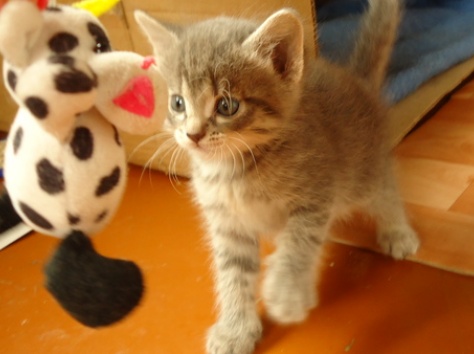 Доверимся в надежные руки!, фотография 1