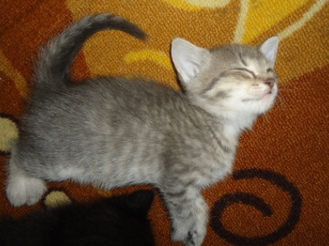 Доверимся в надежные руки!, фотография 3