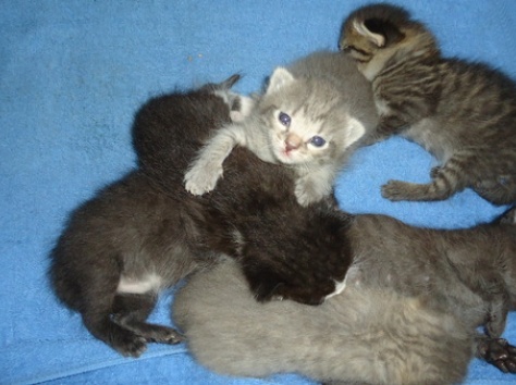 Доверимся в надежные руки!, фотография 4