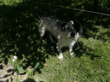 Охотничью собаку (помесь дратхаара со спаниелем) отдадим в хорошие руки. , фотография 2