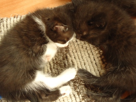 отдам в хорошие руки!, фотография 2