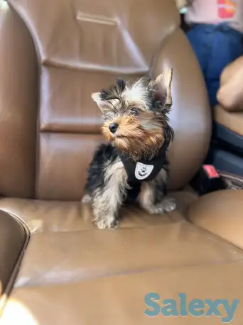 Щенок йоркширский терьер, девочка, 3 мес, фотография 2