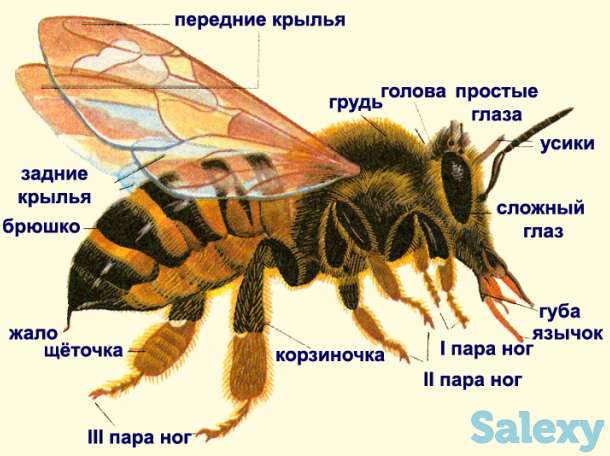 Лечение пчелами грыжа позвоночника в Алматы, фотография 1