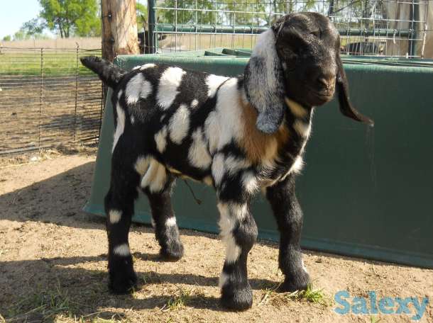 Племенные козы Англо-нубийскиой породы (скот из Европы класса Элита и Элита Рекорд), фотография 8