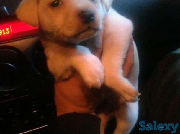 Продам  лабрадора, фотография 3