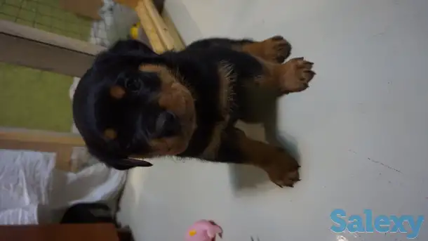 Продам, фотография 7