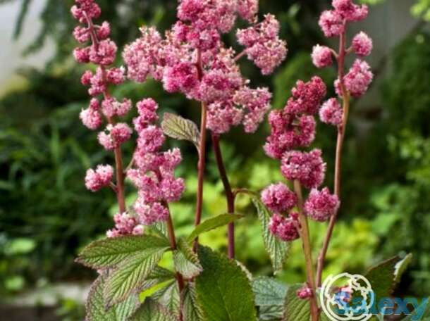 Роджерсия дарк покерс перистая, фотография 1