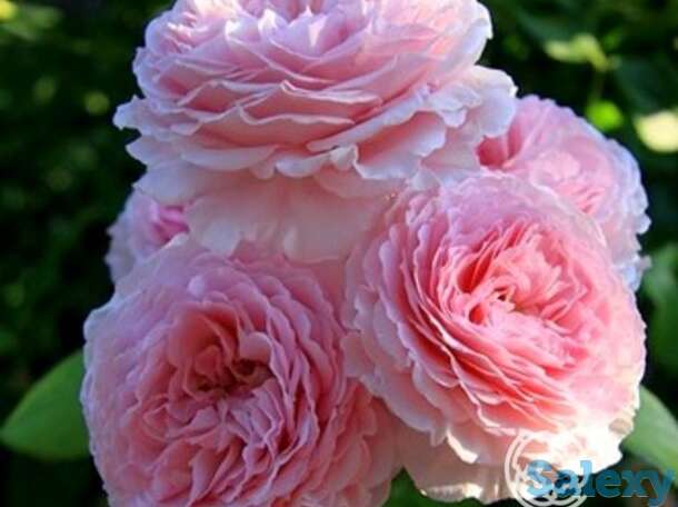 Роза джеймс гелвей, д.остин кустарниковая, фотография 1