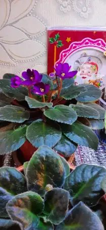 Продам цветы дешево, фотография 4