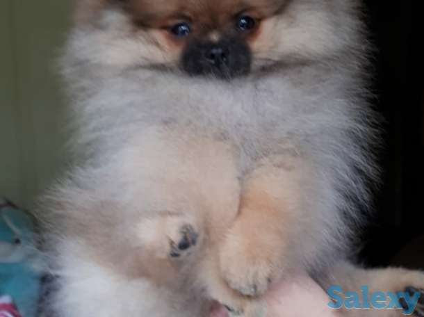 Продам шикарного щенка от титулованных родителей, фотография 3