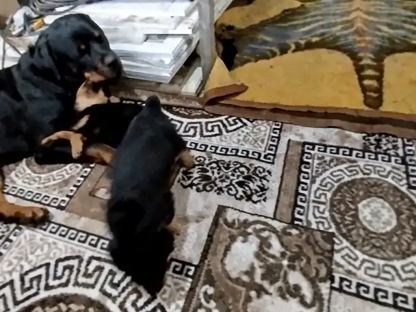 Продам, фотография 3