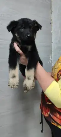 Чистокровные щенки Восточноевропейской овчарки, фотография 2