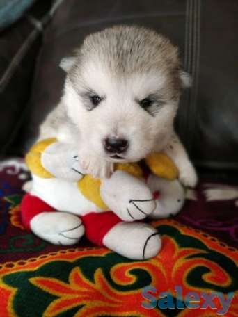 Элитные щенки аляскинский маламут с документами, фотография 1