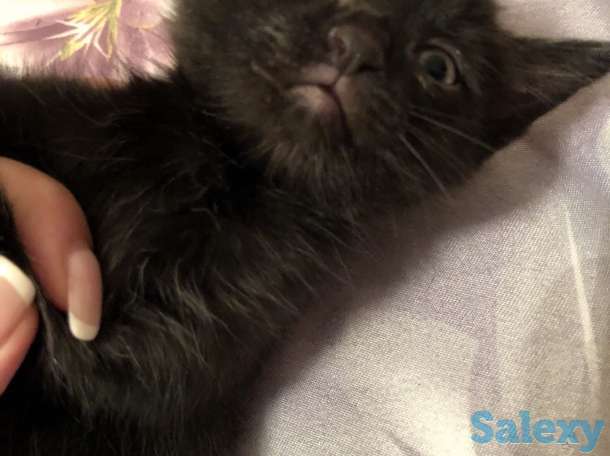 Котята ищут дом, фотография 3