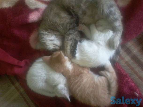 котенок отдам, фотография 1