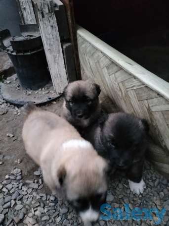 Продам щенков алабая, фотография 2