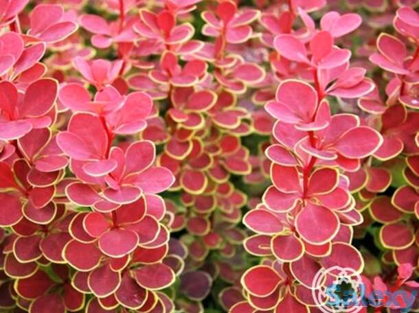 Барбарис оранж санрайз, фотография 1