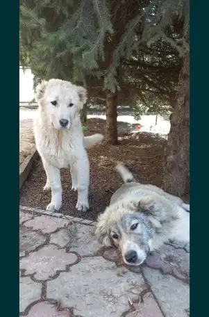 Щенка породы Алабая, фотография 3