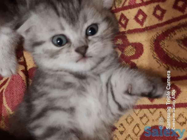 Продам котят мальчиков и девочек., фотография 9