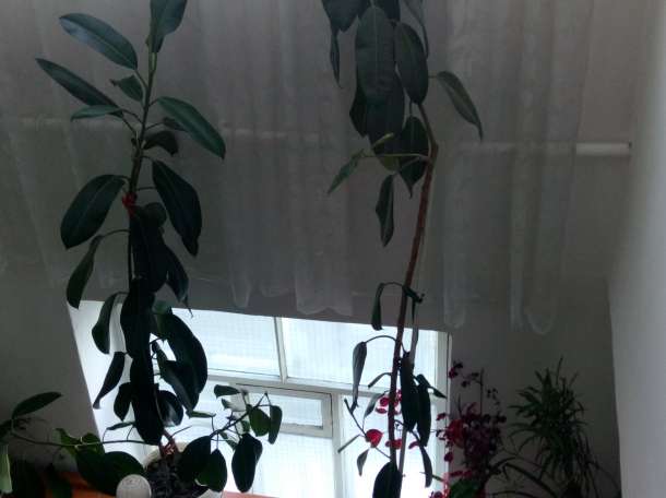 Домашние и офисные цветы, фотография 10