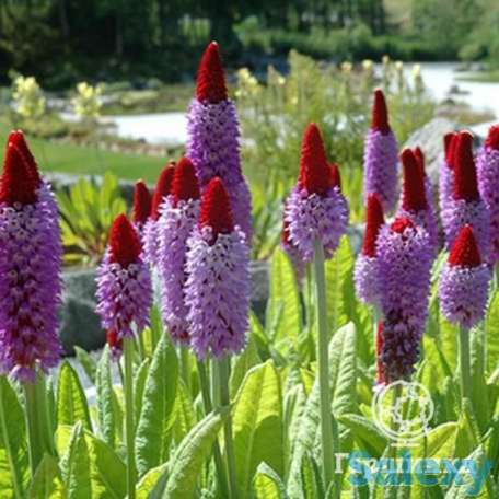 Примула Виаля, фотография 1