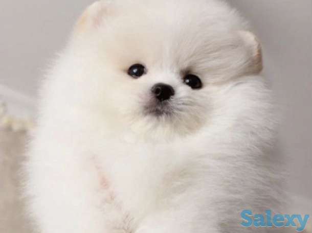 Красивая, пушистая прелесть., фотография 5