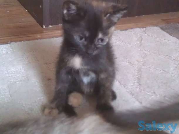 отдам котенка, фотография 1