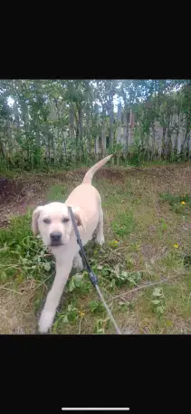 Продам щенка лабрадора, фотография 3