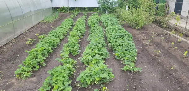 Дача с 2 домами, с/о Вагонник, 59, фотография 4