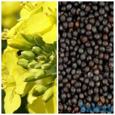 Семена рапса озимого 