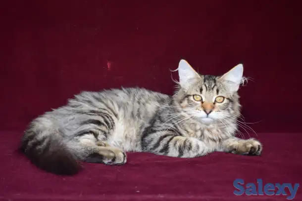 Питомник сибирских кошекFrosty Amulet., фотография 3