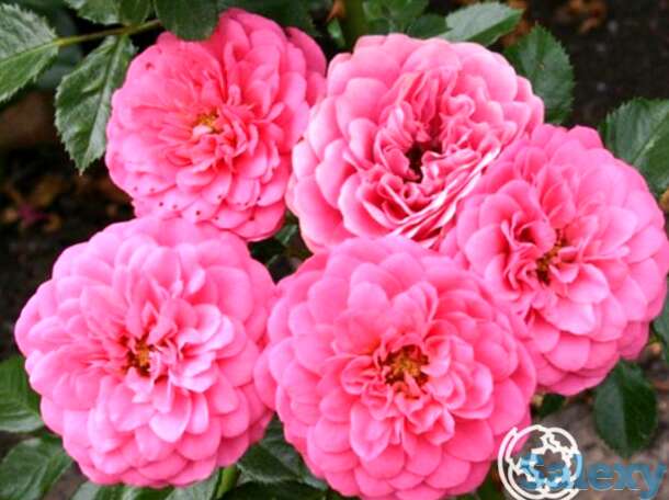 Роза амулет флорибунда, тантау, фотография 1