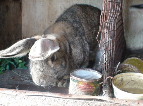 Кролики фландр с шиншилой, фотография 1