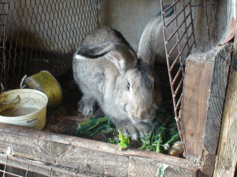 Кролики фландр с шиншилой, фотография 3