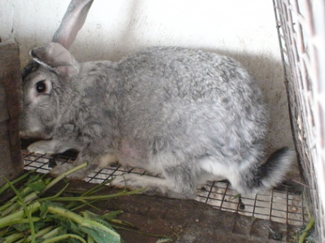 Кролики фландр с шиншилой, фотография 4
